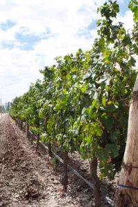 Raats Family wines 