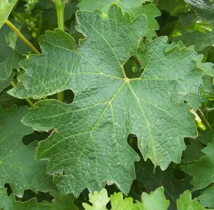 Cabernet Sauvignon blad