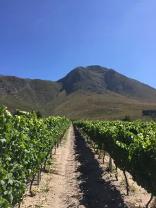 Kruger Family wines 