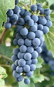 Cabernet Sauvignon 